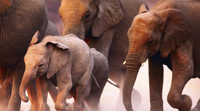 25 Big Differences Between River & Ocean Cruises